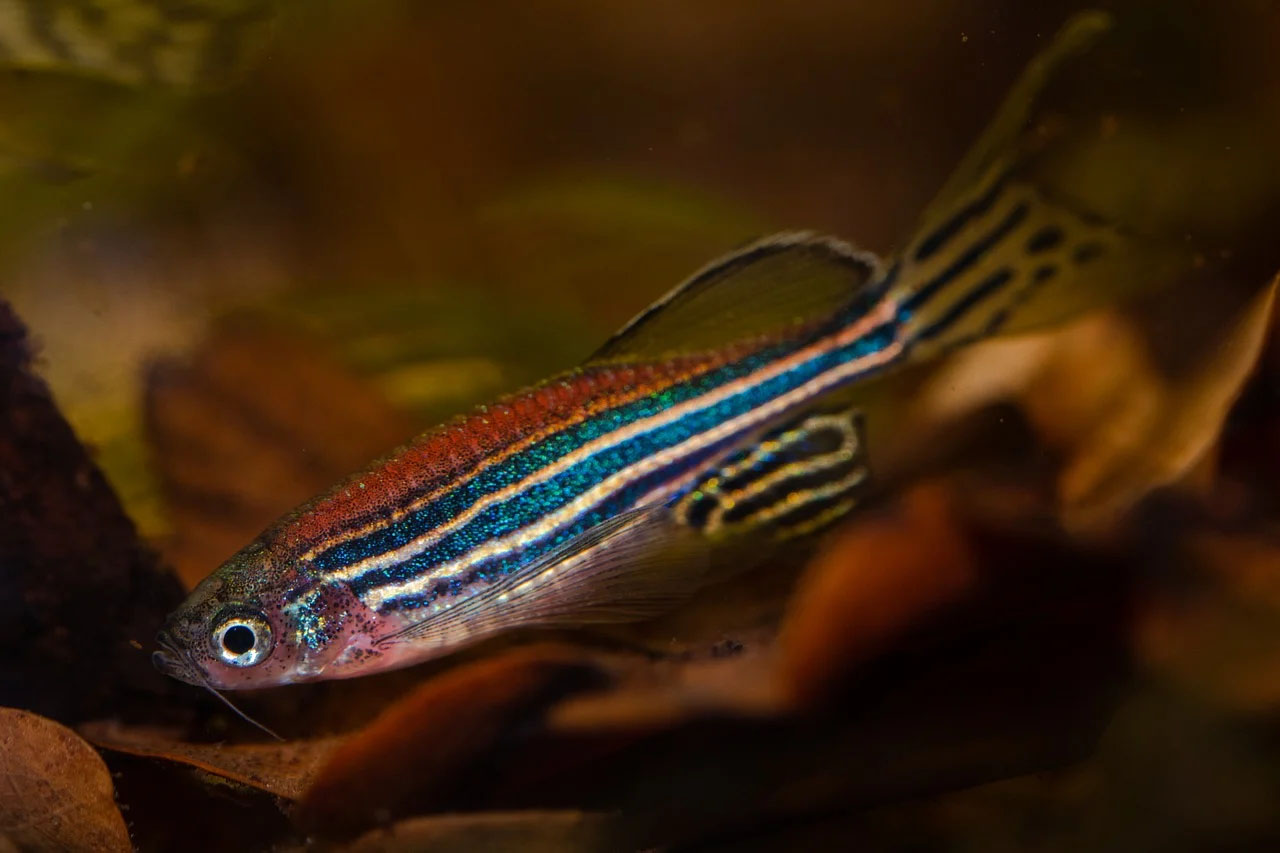 red danio